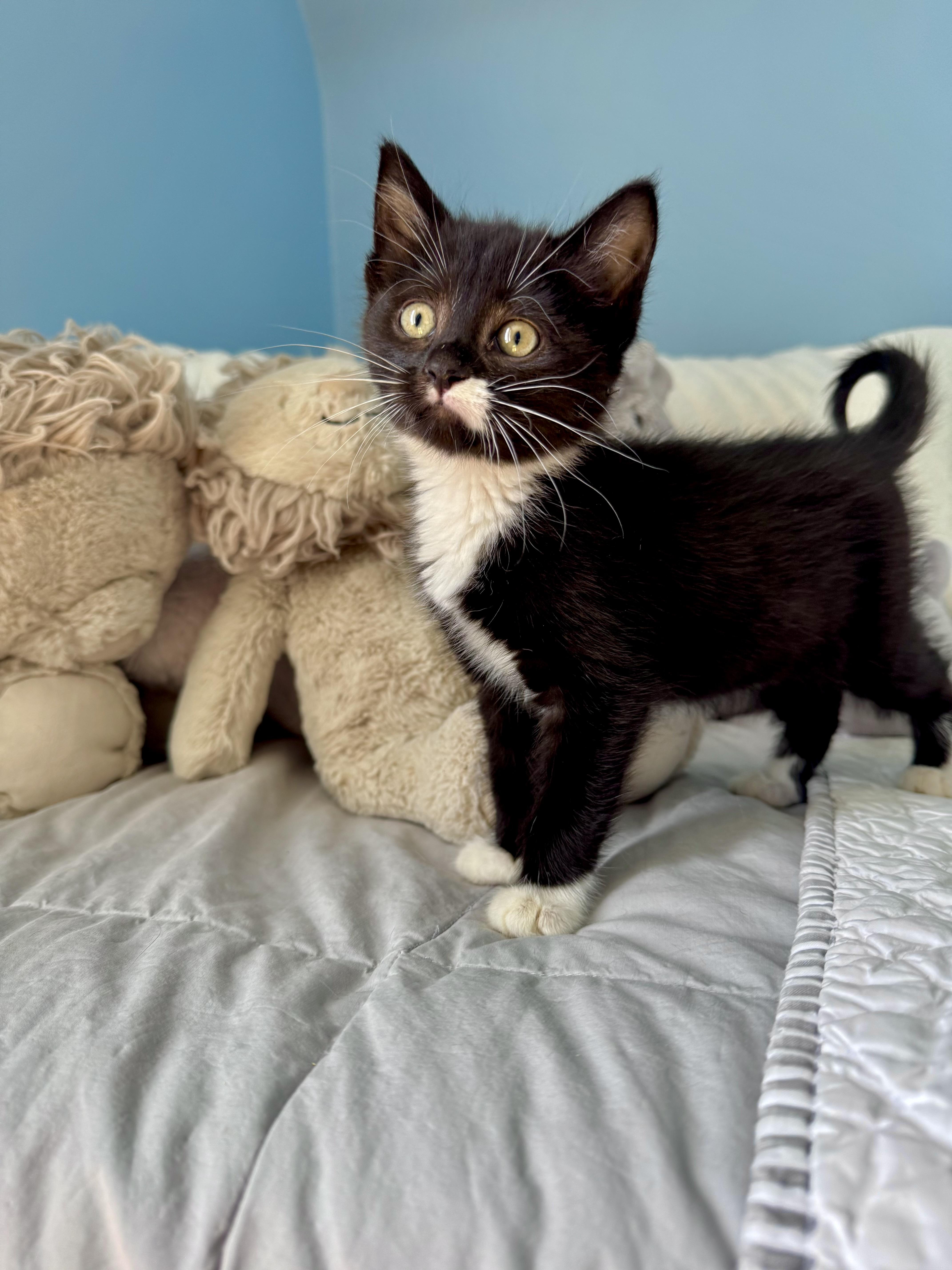 Serena, a ADOPTABLE Domestic Short Hair in Ramsey, NJ image 4/6