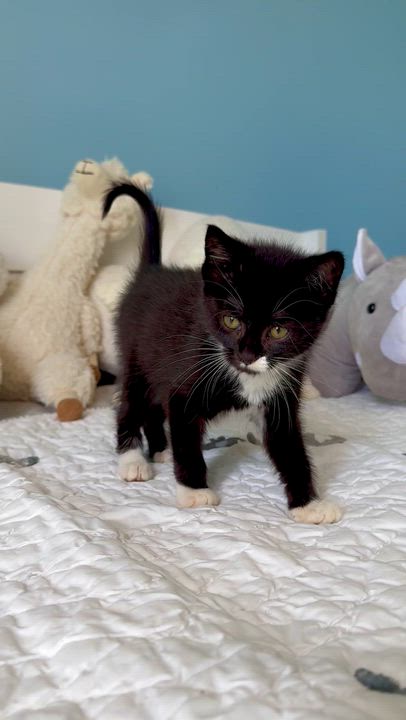 Enlarge Serena, a ADOPTABLE Domestic Short Hair in Ramsey, NJ video 3/6