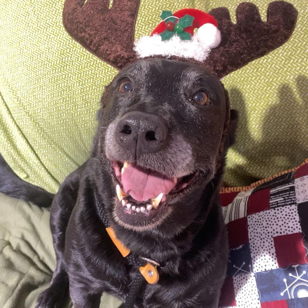 Brie — thumbnail 2