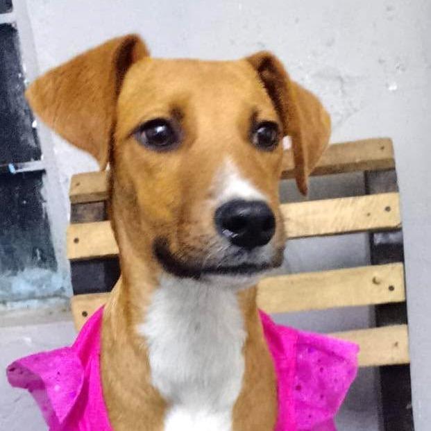 Enlarge Gigi, a Adoptable Mixed Breed in Plainfield, IL image 1/1