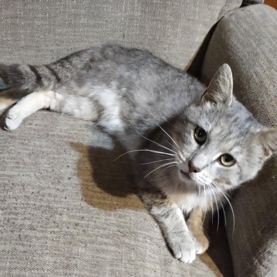 Enlarge Ash, a Adoptable Domestic Short Hair in Munfordville, KY image 1/1