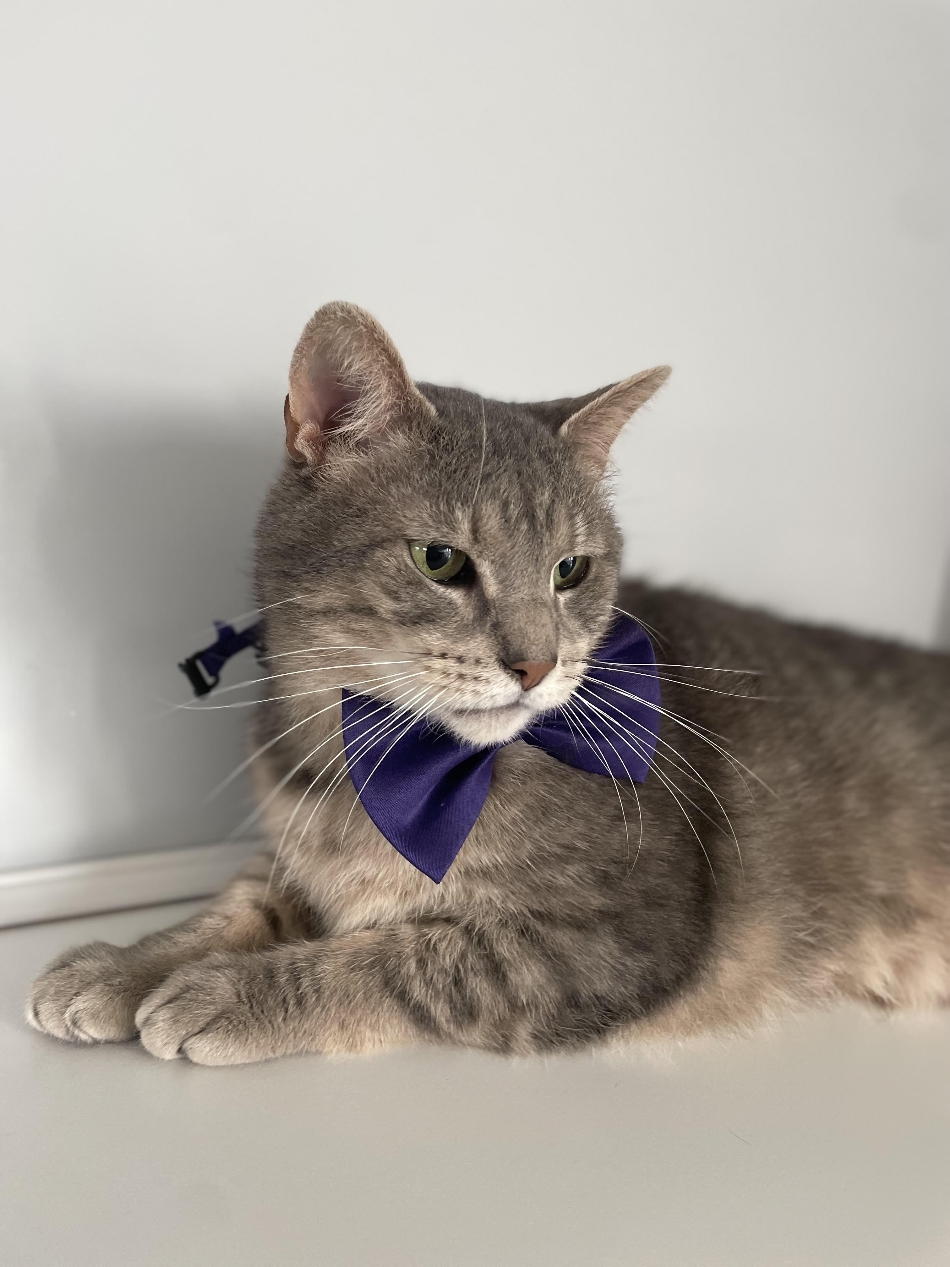 Enlarge Ash, a Adoptable Domestic Short Hair in Munfordville, KY image 2/2