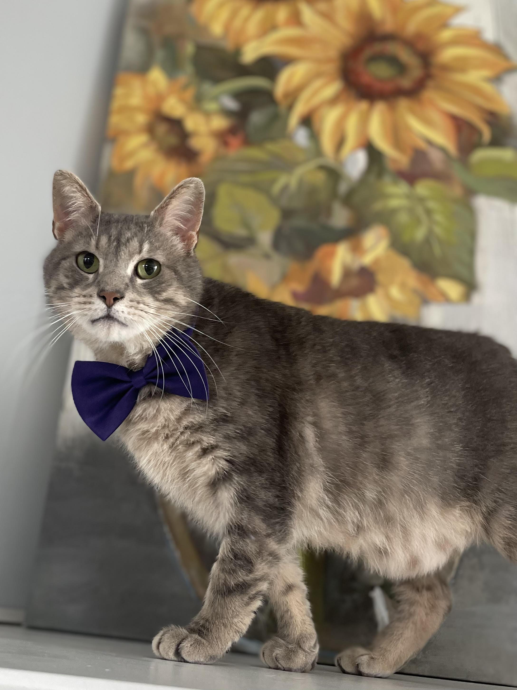 Enlarge Ash, a Adoptable Domestic Short Hair in Munfordville, KY image 1/2