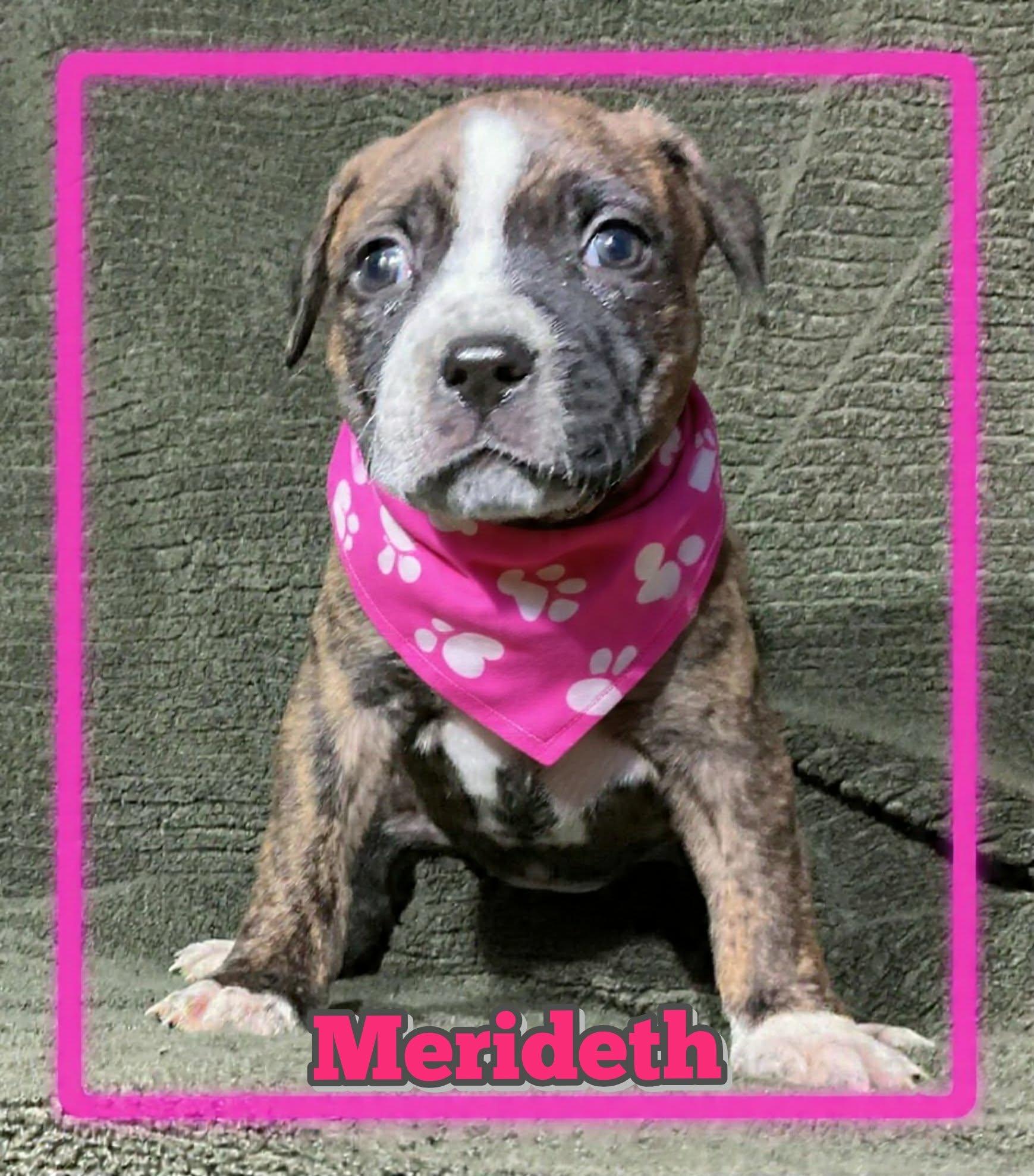 Merideth, adoptable, Puppy Female Pit Bull Terrier.