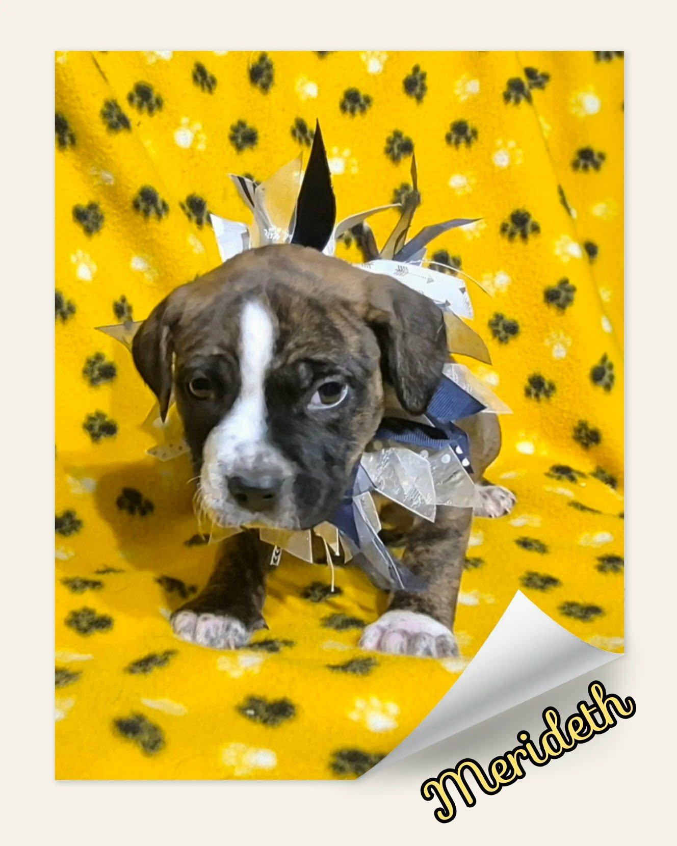 Enlarge Merideth, an adoptable Pit Bull Terrier in Grove, OK image 2/4