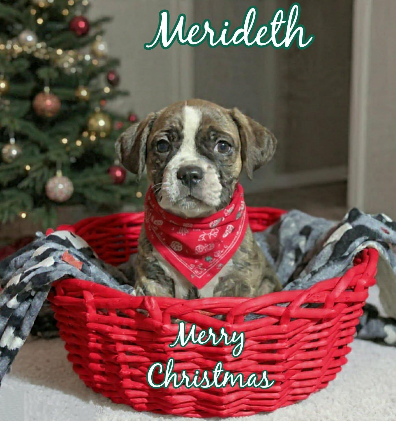 Enlarge Merideth, an adoptable Pit Bull Terrier in Grove, OK image 3/4