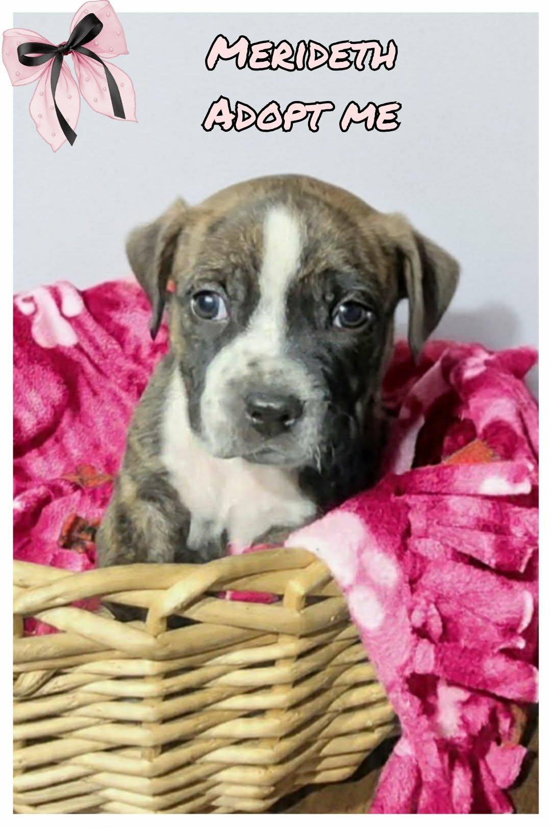 Enlarge Merideth, an adoptable Pit Bull Terrier in Grove, OK image 4/4