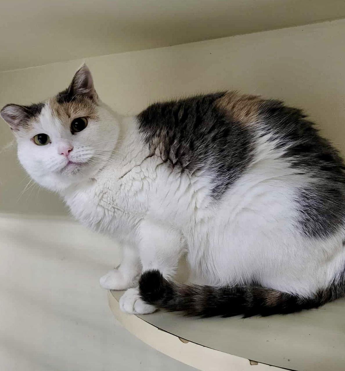 Enlarge Liza, a Adoptable Domestic Short Hair in Detroit Lakes, MN image 1/3