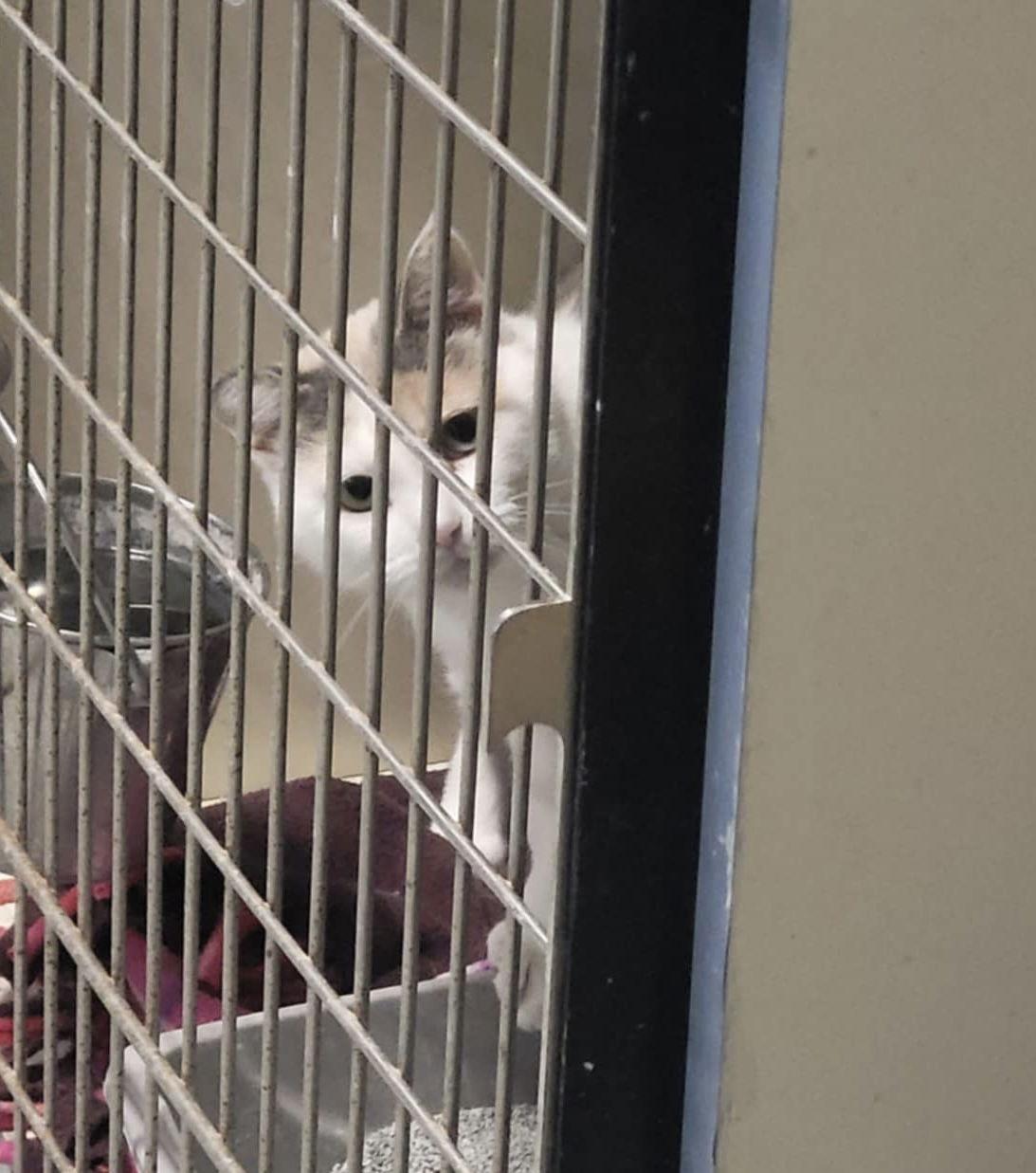 Enlarge Liza, a Adoptable Domestic Short Hair in Detroit Lakes, MN image 2/3