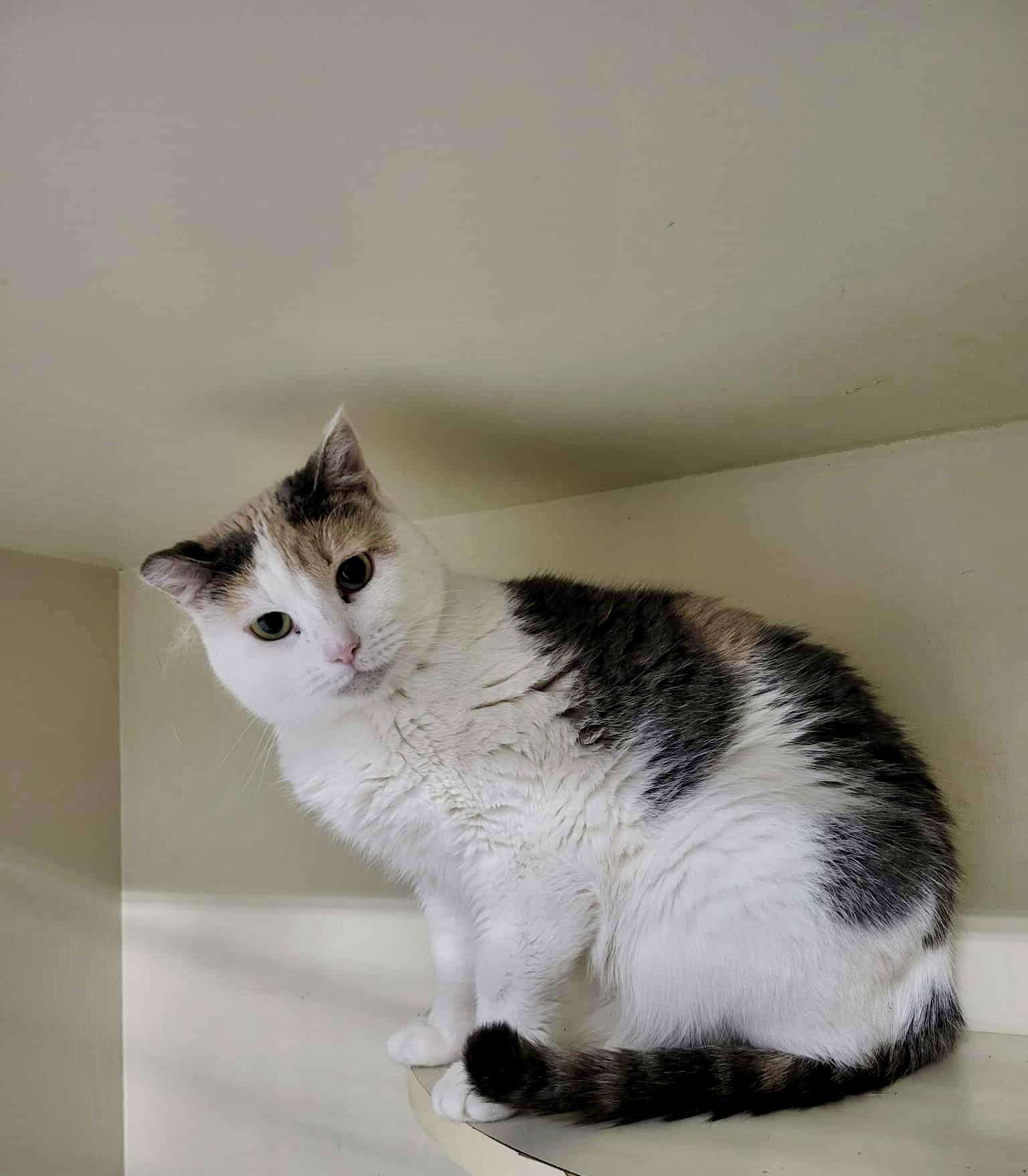 Enlarge Liza, a Adoptable Domestic Short Hair in Detroit Lakes, MN image 3/3