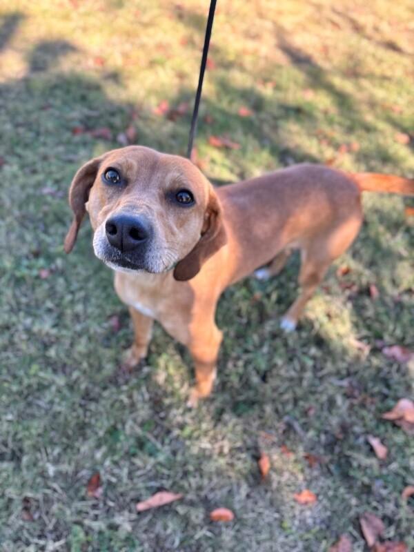 Cali (beagle), Adoptable, Adult Female Beagle & Labrador Retriever.