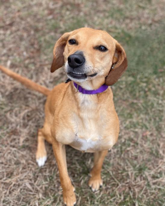 Enlarge Cali (beagle), a Adoptable mixed breed in Berkeley Heights, NJ image 2/6