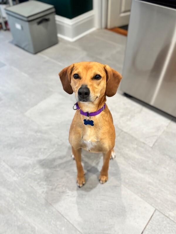 Enlarge Cali (beagle), a Adoptable mixed breed in Berkeley Heights, NJ image 3/6