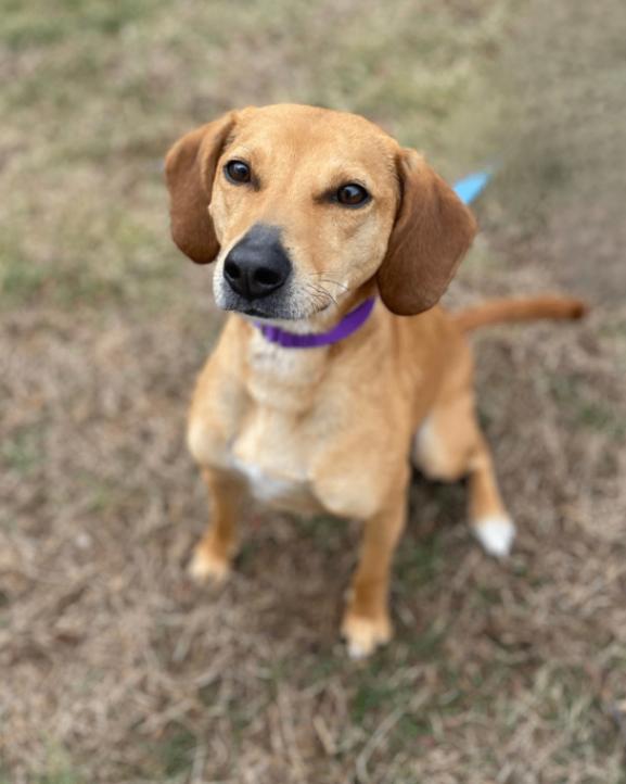 Enlarge Cali (beagle), a Adoptable mixed breed in Berkeley Heights, NJ image 4/6