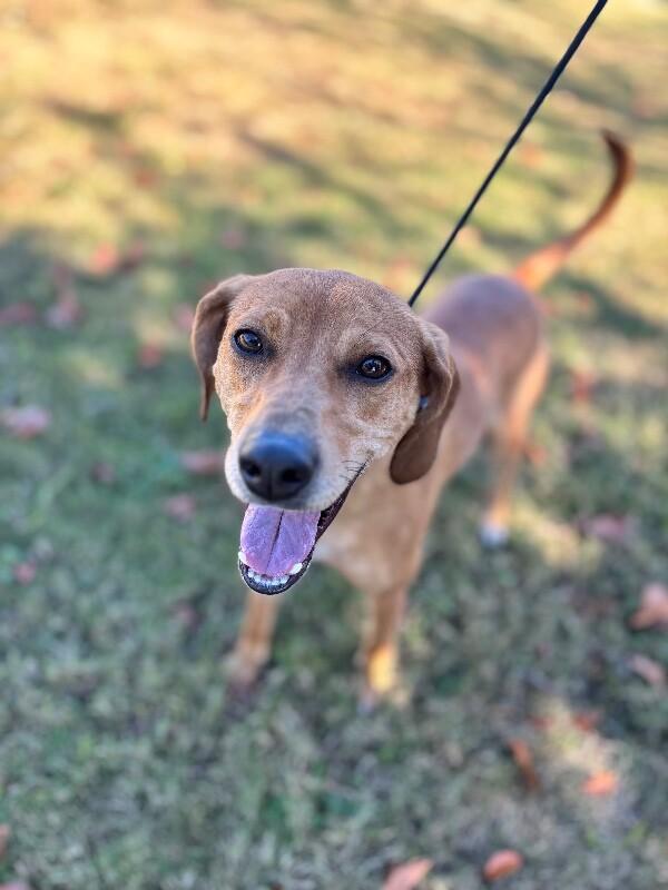 Enlarge Cali (beagle), a Adoptable mixed breed in Berkeley Heights, NJ image 5/6