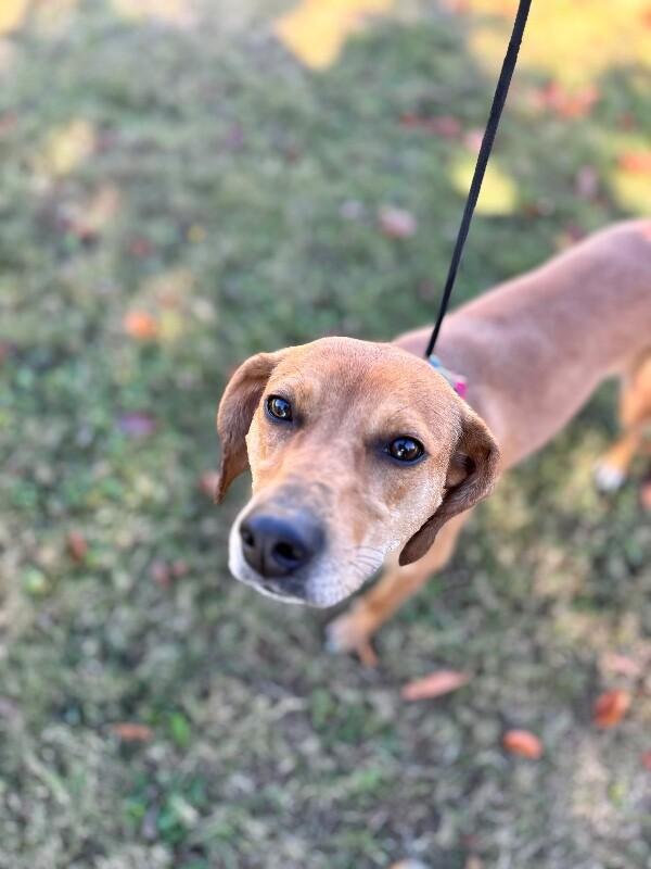 Enlarge Cali (beagle), a Adoptable mixed breed in Berkeley Heights, NJ image 6/6
