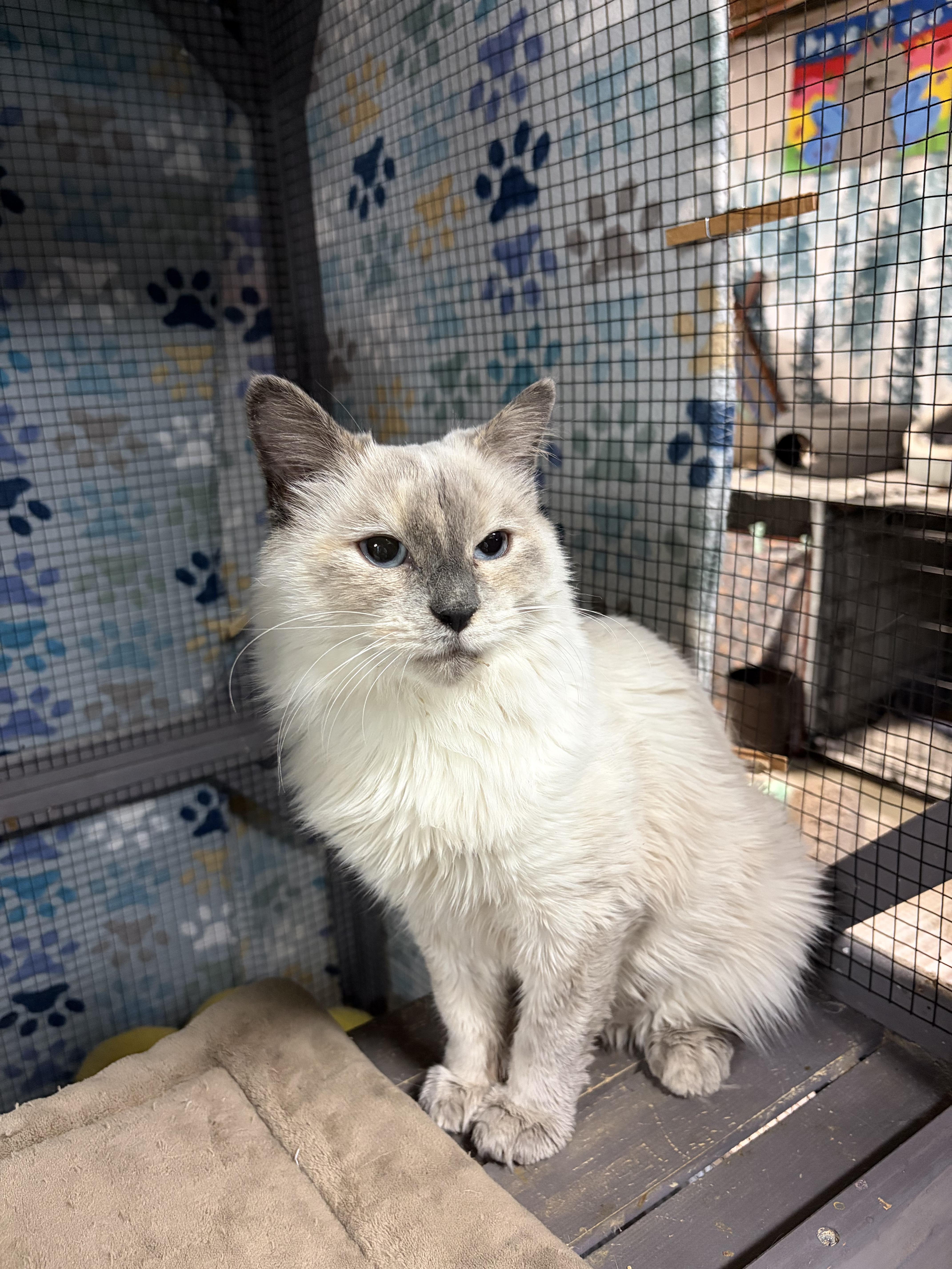 Enlarge 'LILLY', a ADOPTABLE mixed breed in North East, MD image 2/2