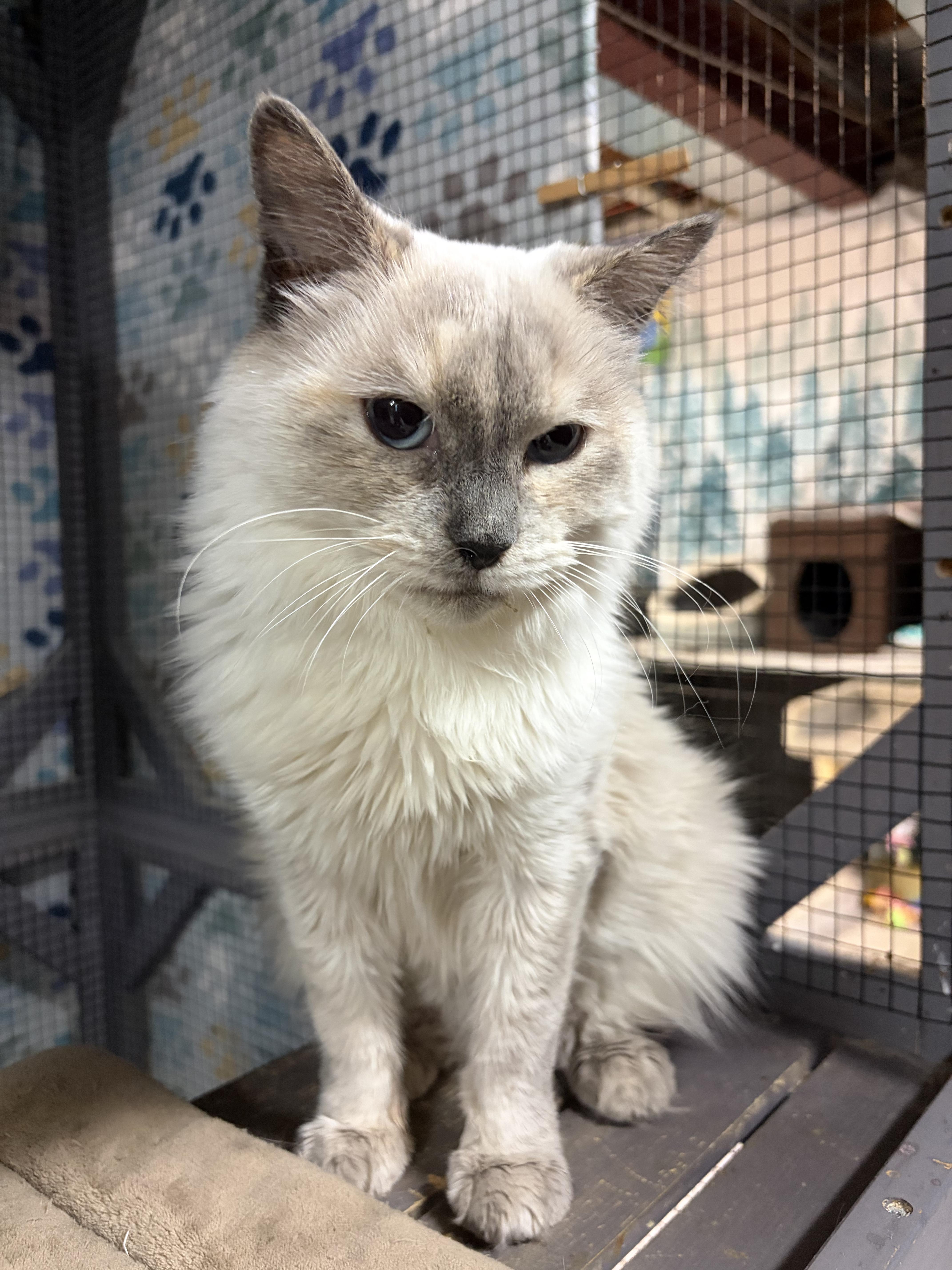 Enlarge 'LILLY', a ADOPTABLE mixed breed in North East, MD image 1/2