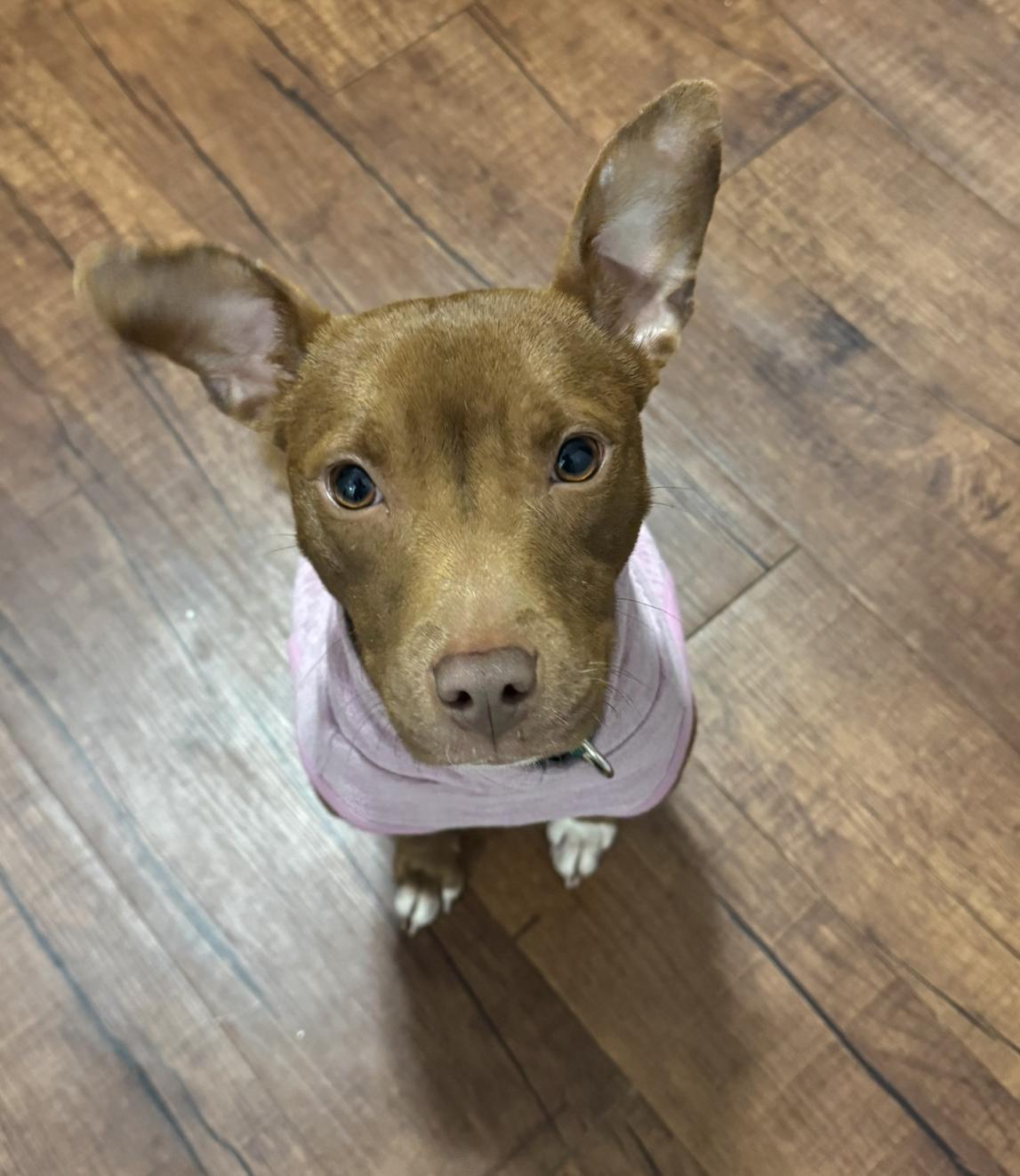 Enlarge Kiwi, a Adoptable mixed breed in Southern Pines, NC image 1/1