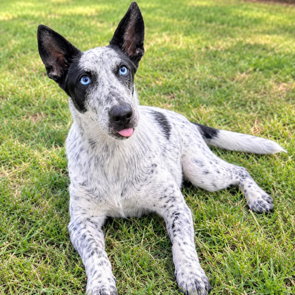 Ace, ADOPTABLE, Young • Male, Australian Kelpie & Mixed Breed.