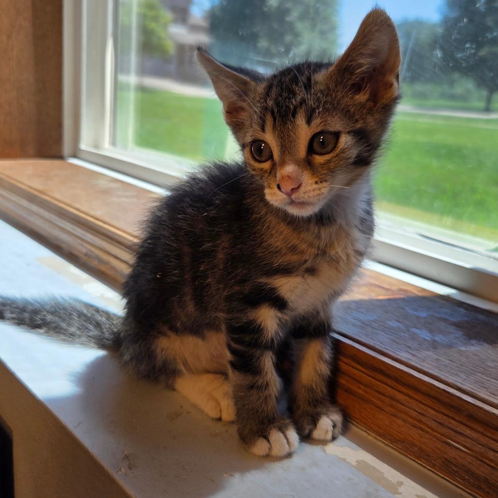Toffee, Adoptable, Kitten Male Domestic Short Hair.