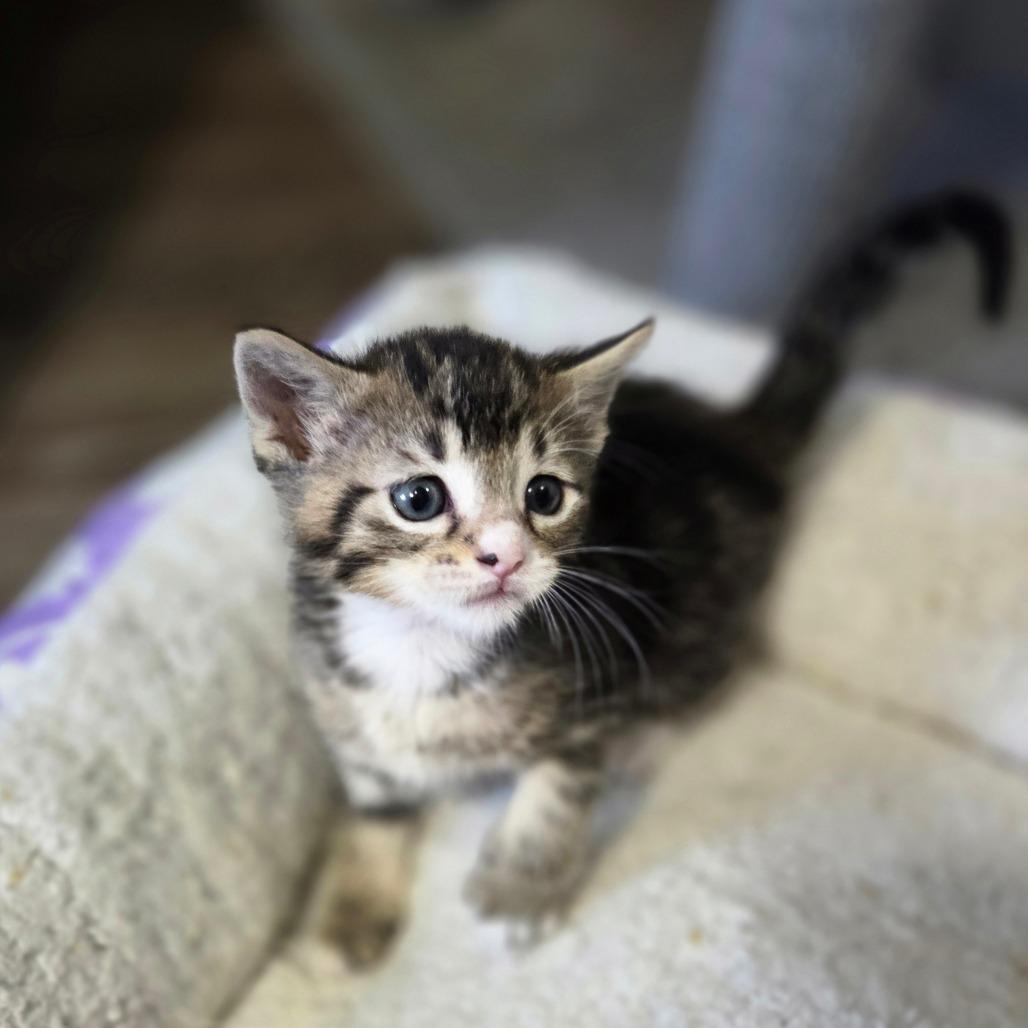 Enlarge Toffee, a Adoptable Domestic Short Hair in Chaska, MN image 2/5