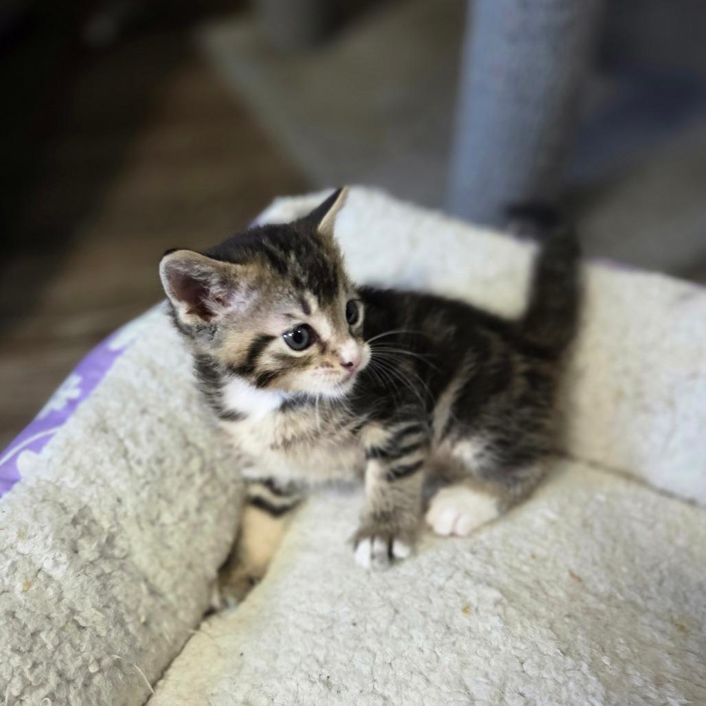 Enlarge Toffee, a Adoptable Domestic Short Hair in Chaska, MN image 4/5