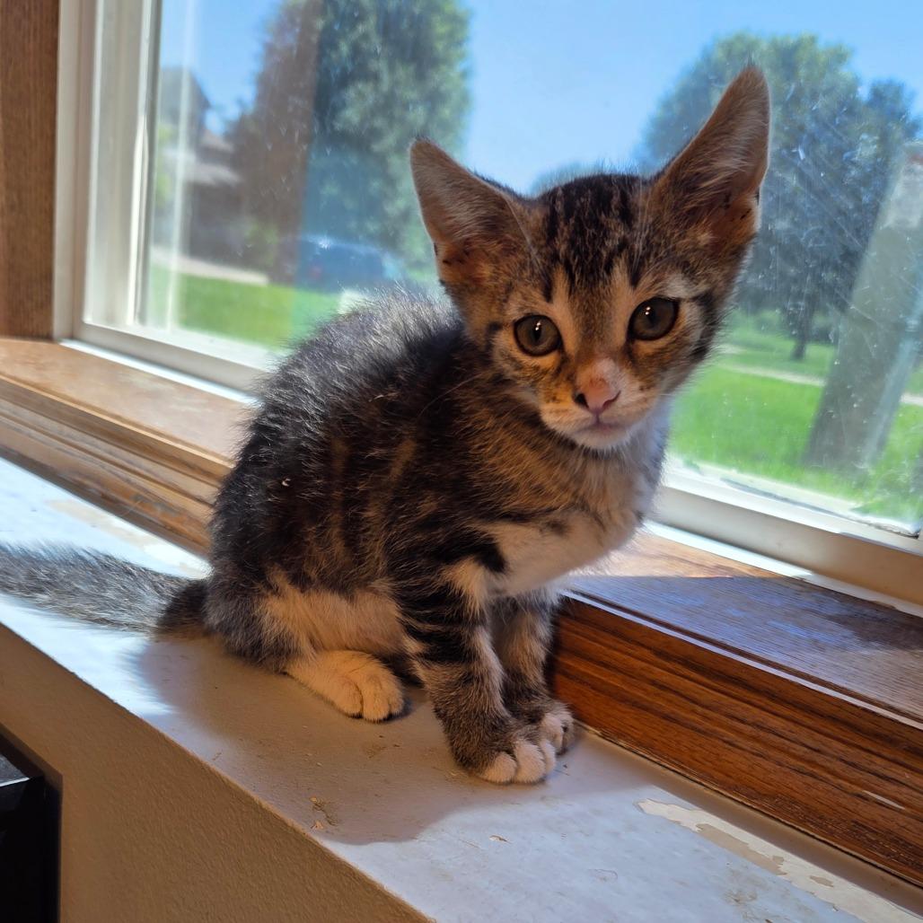 Enlarge Toffee, a Adoptable Domestic Short Hair in Chaska, MN image 5/5