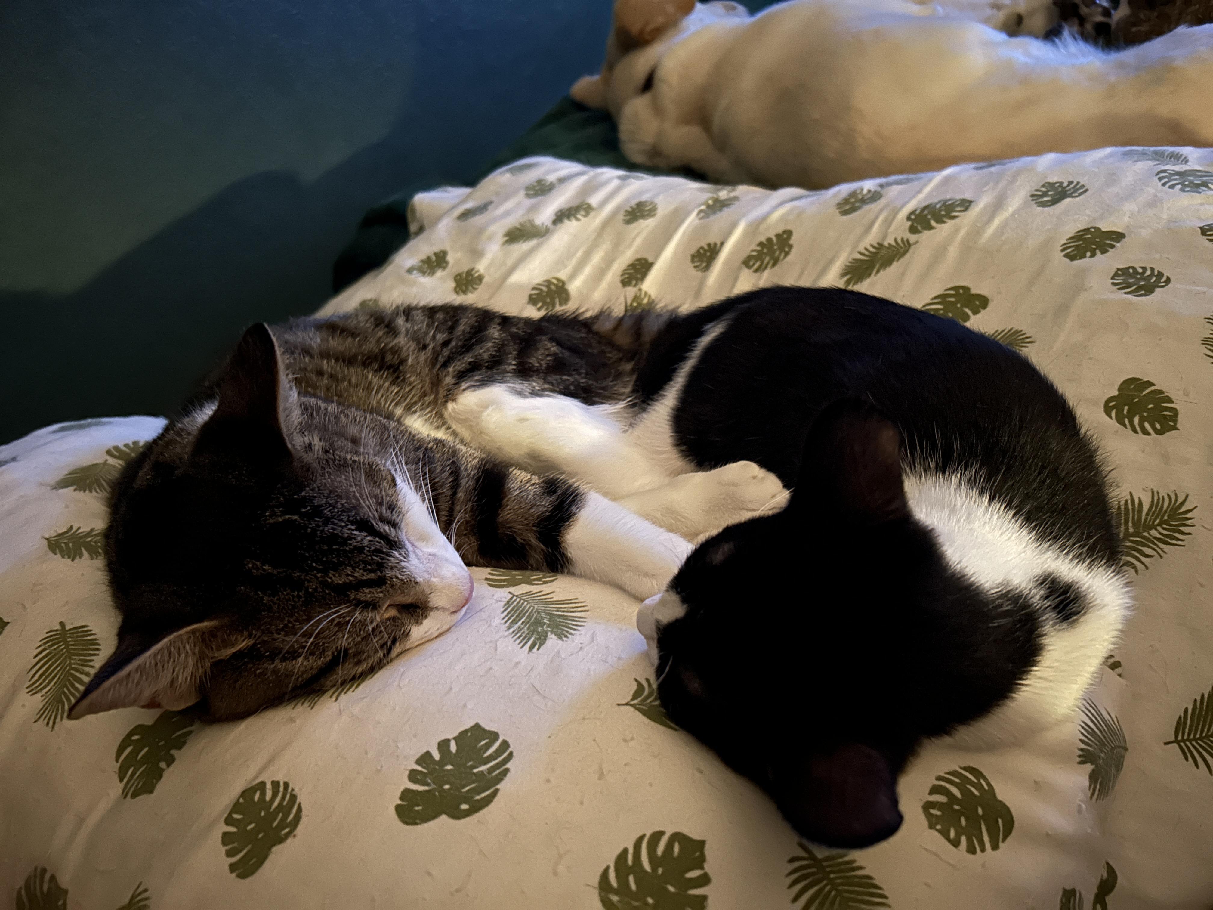 Enlarge Ranger, a Adoptable mixed breed in Marble Falls, TX image 2/6