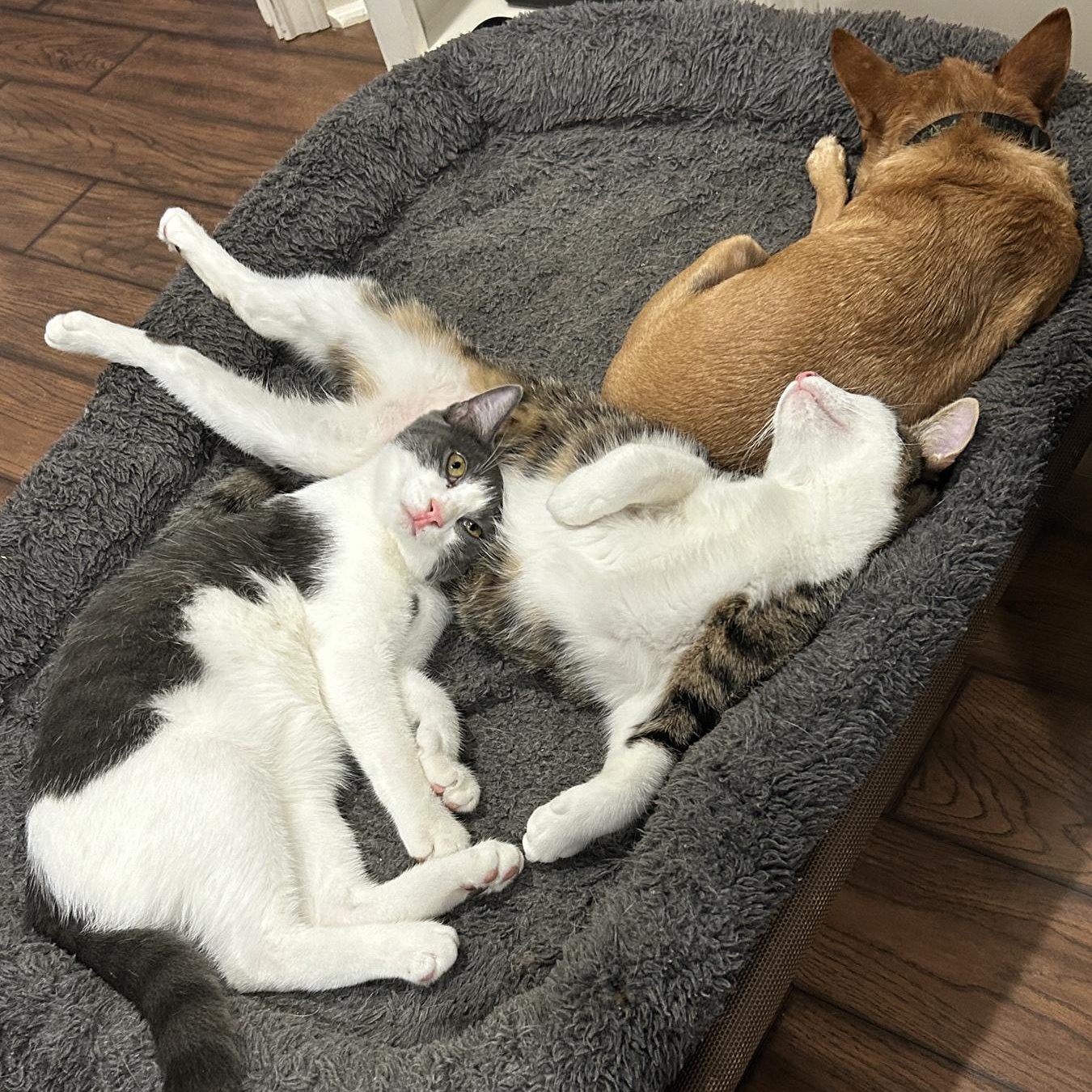 Enlarge Ranger, a Adoptable mixed breed in Marble Falls, TX image 3/6