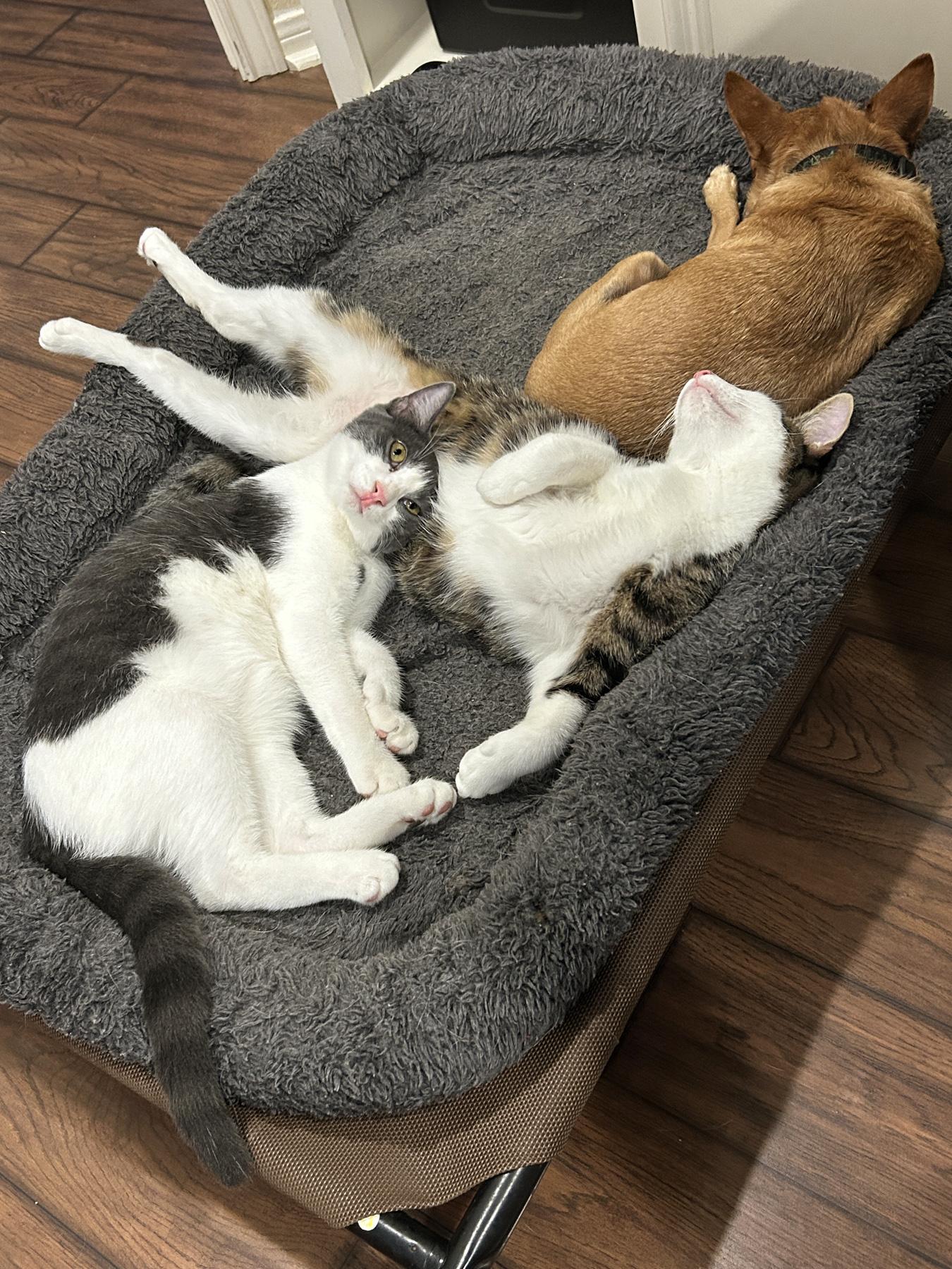 Enlarge Ranger, a Adoptable mixed breed in Marble Falls, TX image 2/6