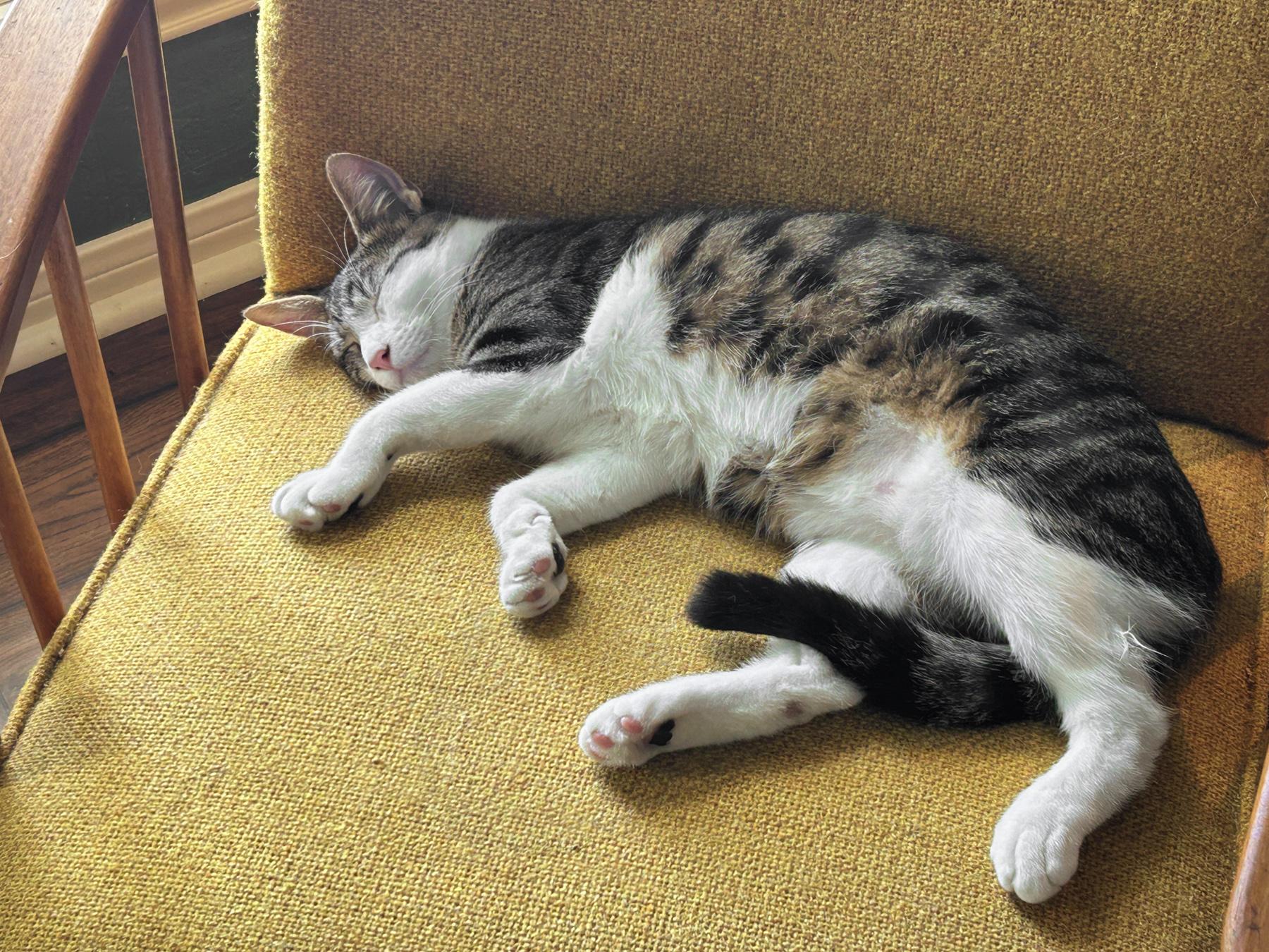 Ranger, Adoptable, Young Male American Shorthair & Tabby.