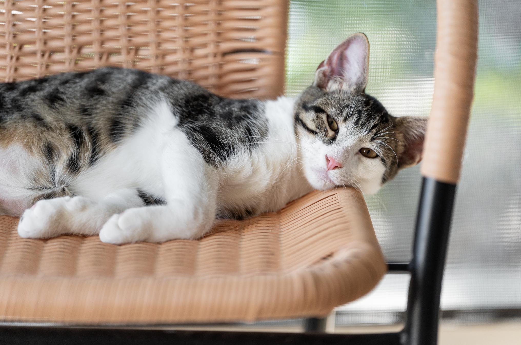 Ranger, Adoptable, Young Male American Shorthair & Tabby.