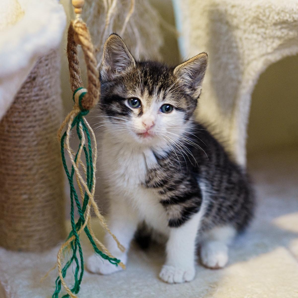Ranger, an adoptable American Shorthair, Tabby in Marble Falls, TX, 78654 | Photo Image 5