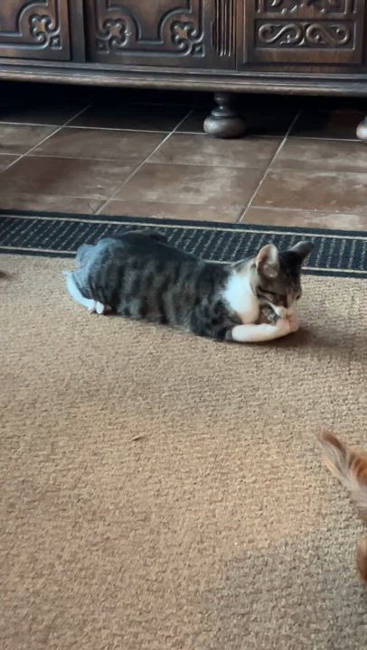 Enlarge Ranger, a Adoptable mixed breed in Marble Falls, TX video 5/6