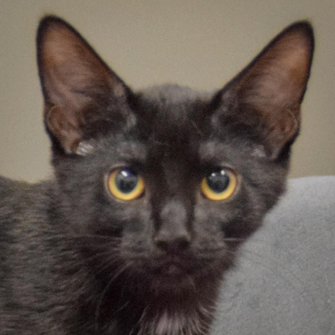 Pumpernickel