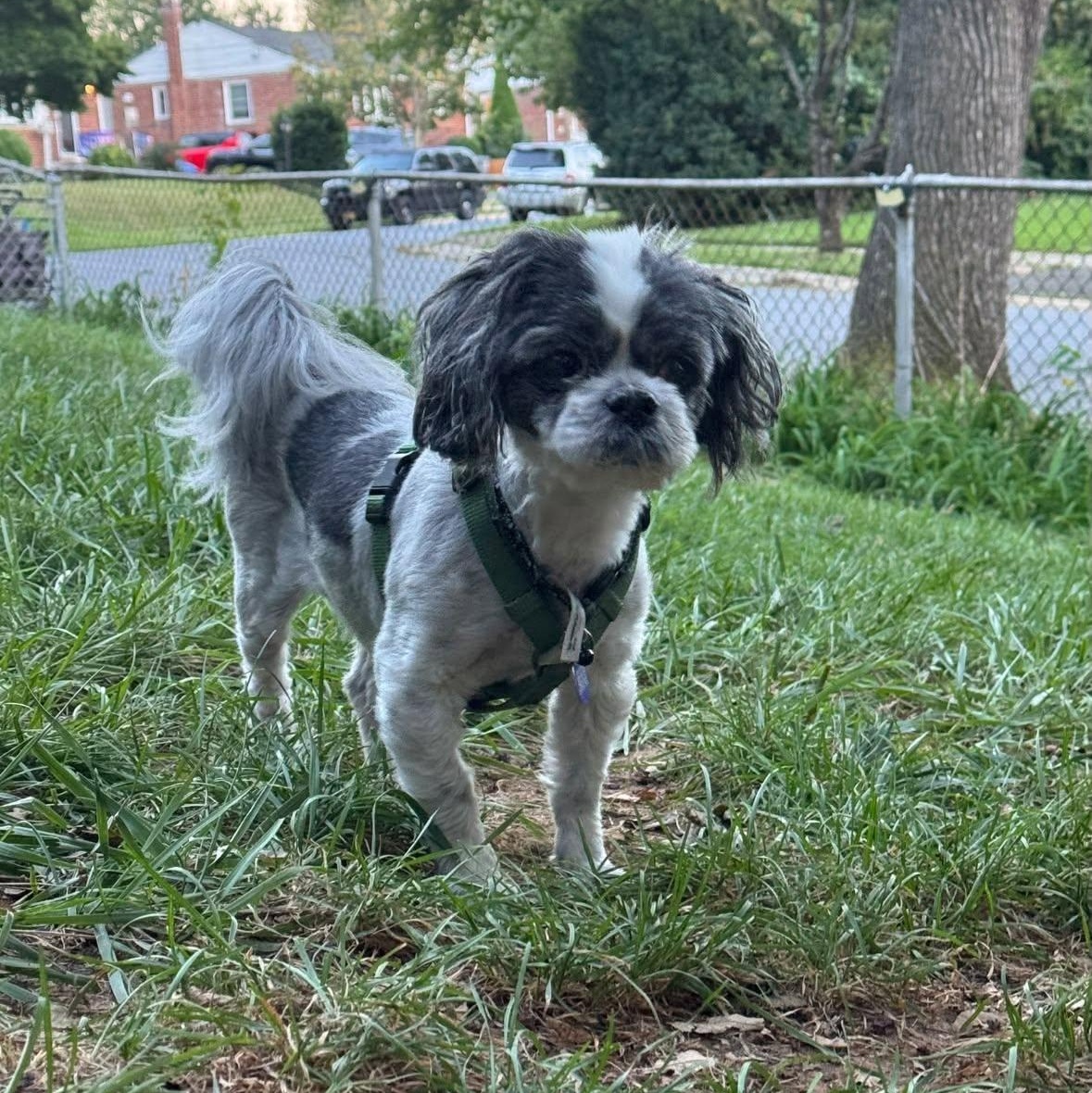 Enlarge Rox, a Adopted Shih Tzu in Rockville, MD image 2/6