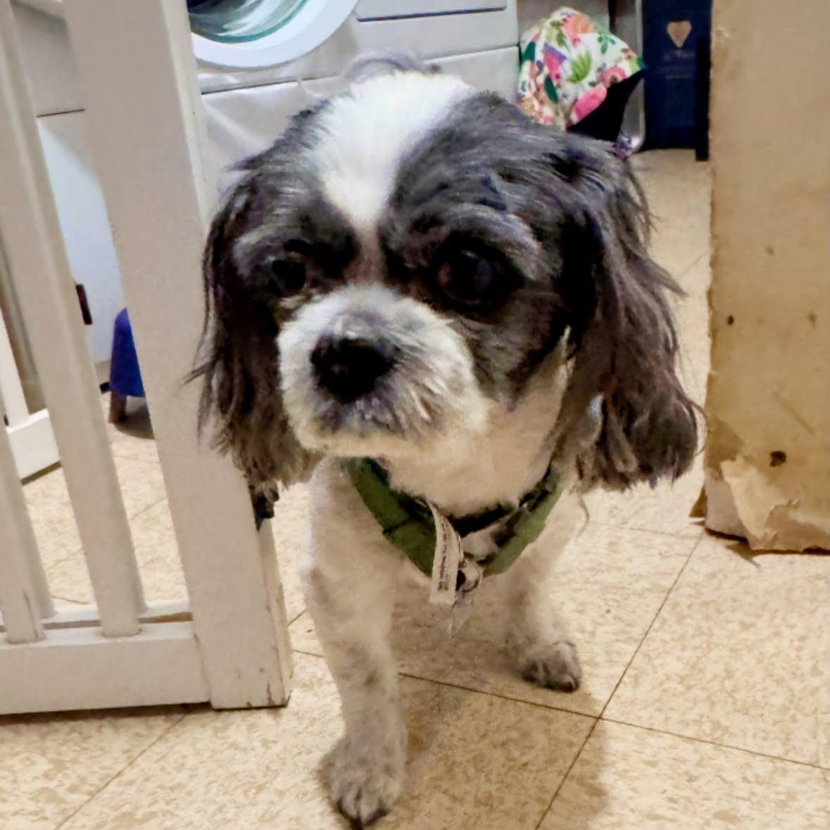 Enlarge Rox, a Adopted Shih Tzu in Rockville, MD image 5/6