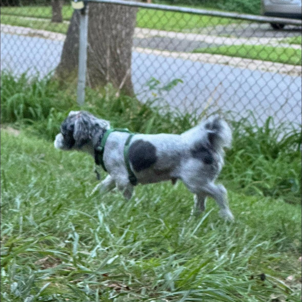 Enlarge Rox, a Adopted Shih Tzu in Rockville, MD image 4/6