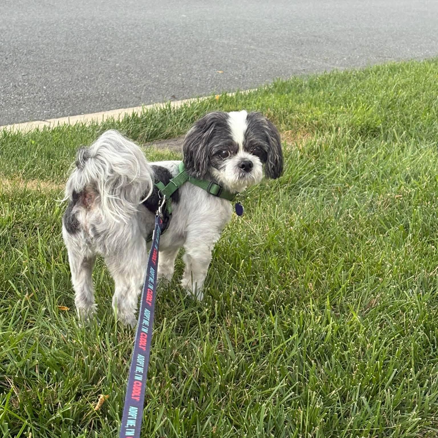 Enlarge Rox, a Adopted Shih Tzu in Rockville, MD image 6/6