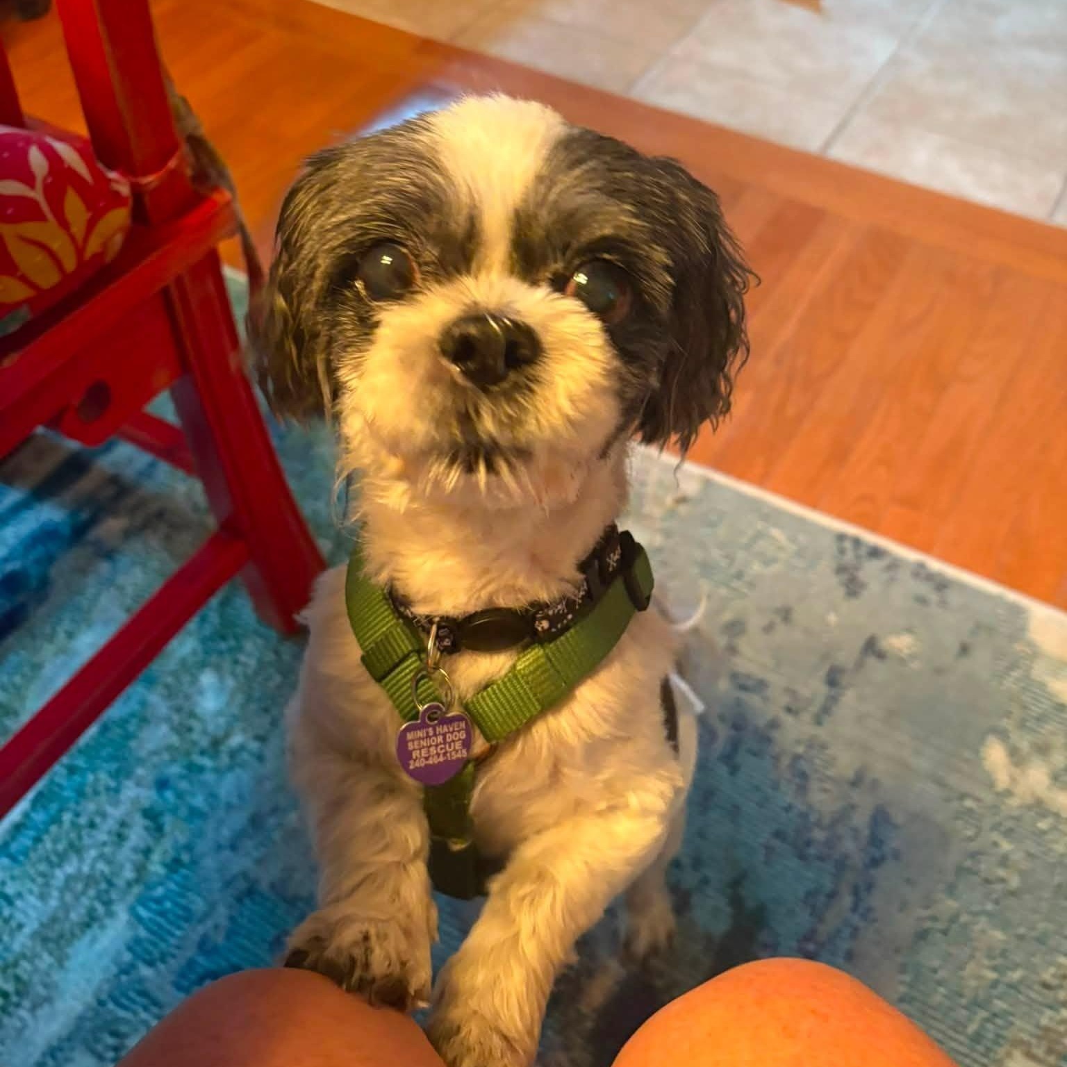 Enlarge Rox, a Adopted Shih Tzu in Rockville, MD image 1/6