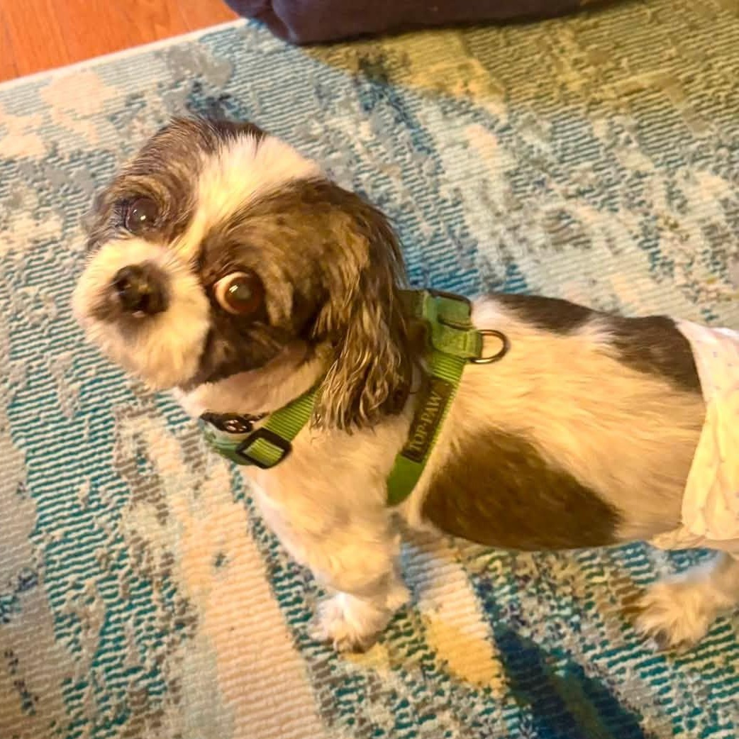 Enlarge Rox, a Adopted Shih Tzu in Rockville, MD image 3/6