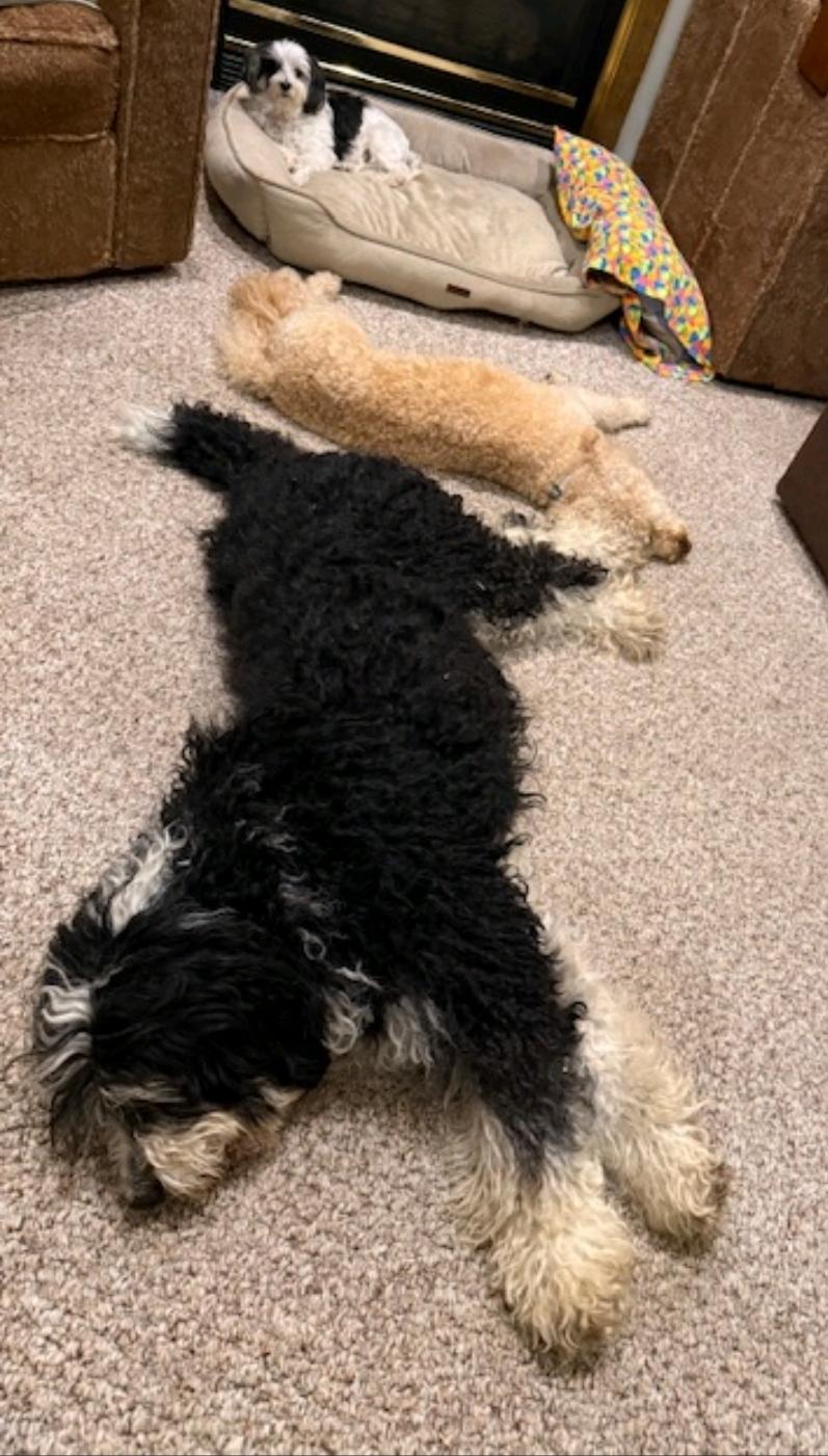 Enlarge Gabby, a ADOPTABLE Bernedoodle in Hamburg, NY image 5/6