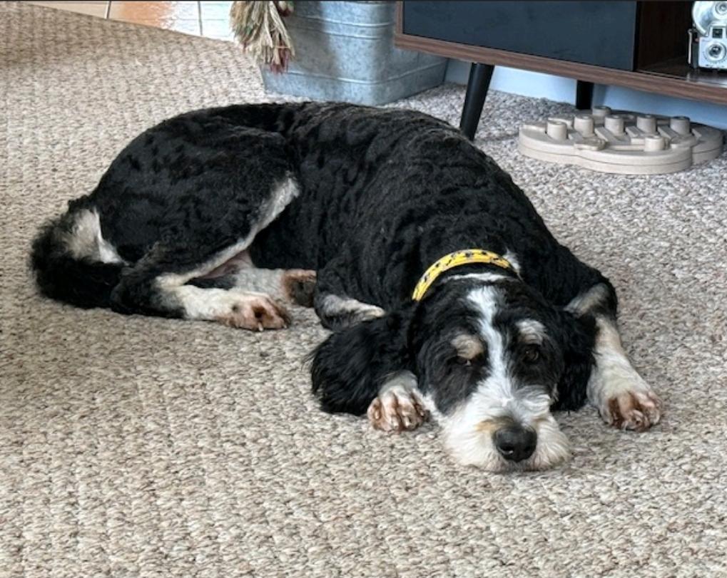 Enlarge Gabby, a ADOPTABLE Bernedoodle in Hamburg, NY image 3/6