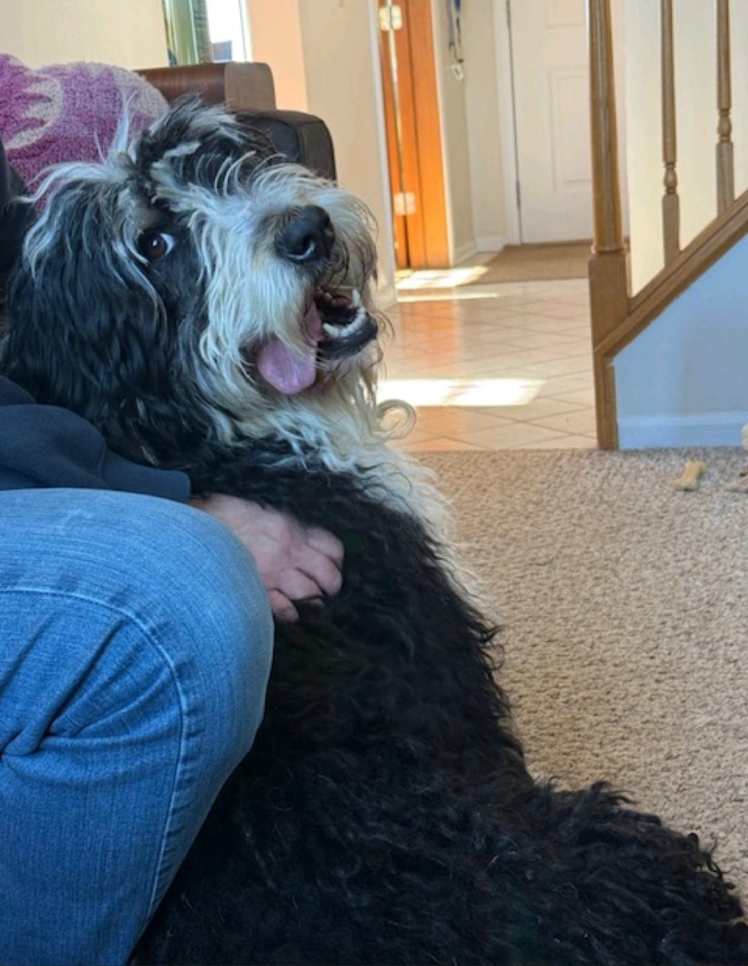 Enlarge Gabby, a ADOPTABLE Bernedoodle in Hamburg, NY image 6/6