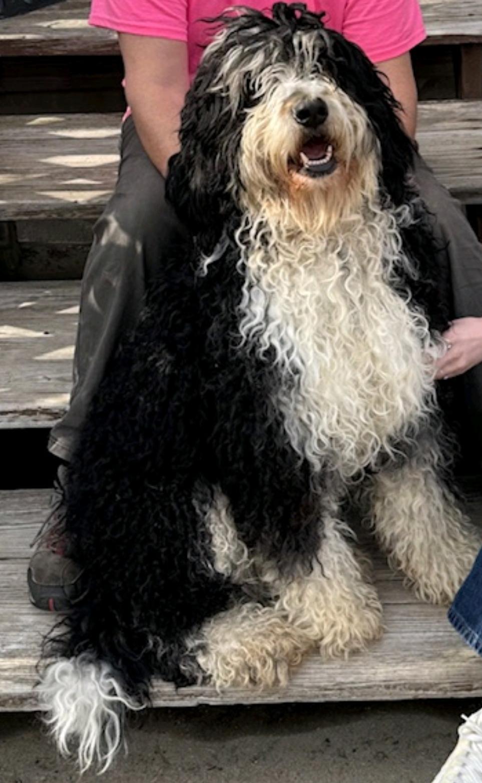 Enlarge Gabby, a ADOPTABLE Bernedoodle in Hamburg, NY image 2/6