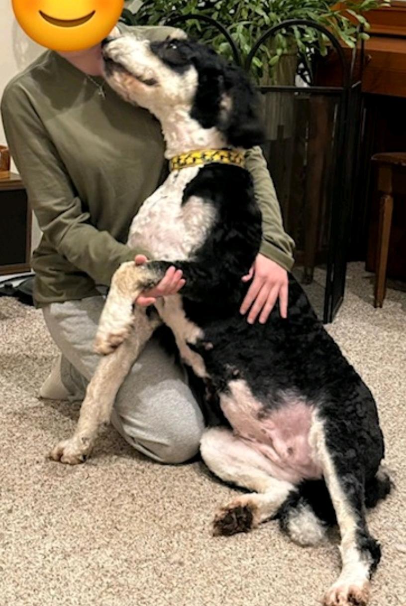 Enlarge Gabby, a ADOPTABLE Bernedoodle in Hamburg, NY image 4/6