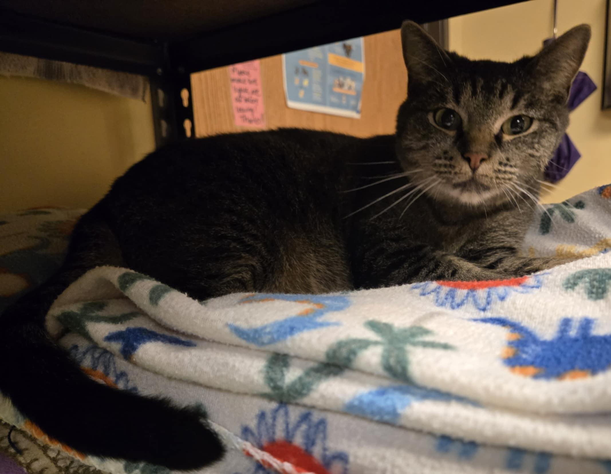 Paris, an adoptable Domestic Short Hair in Larned, KS, 67550 | Photo Image 1