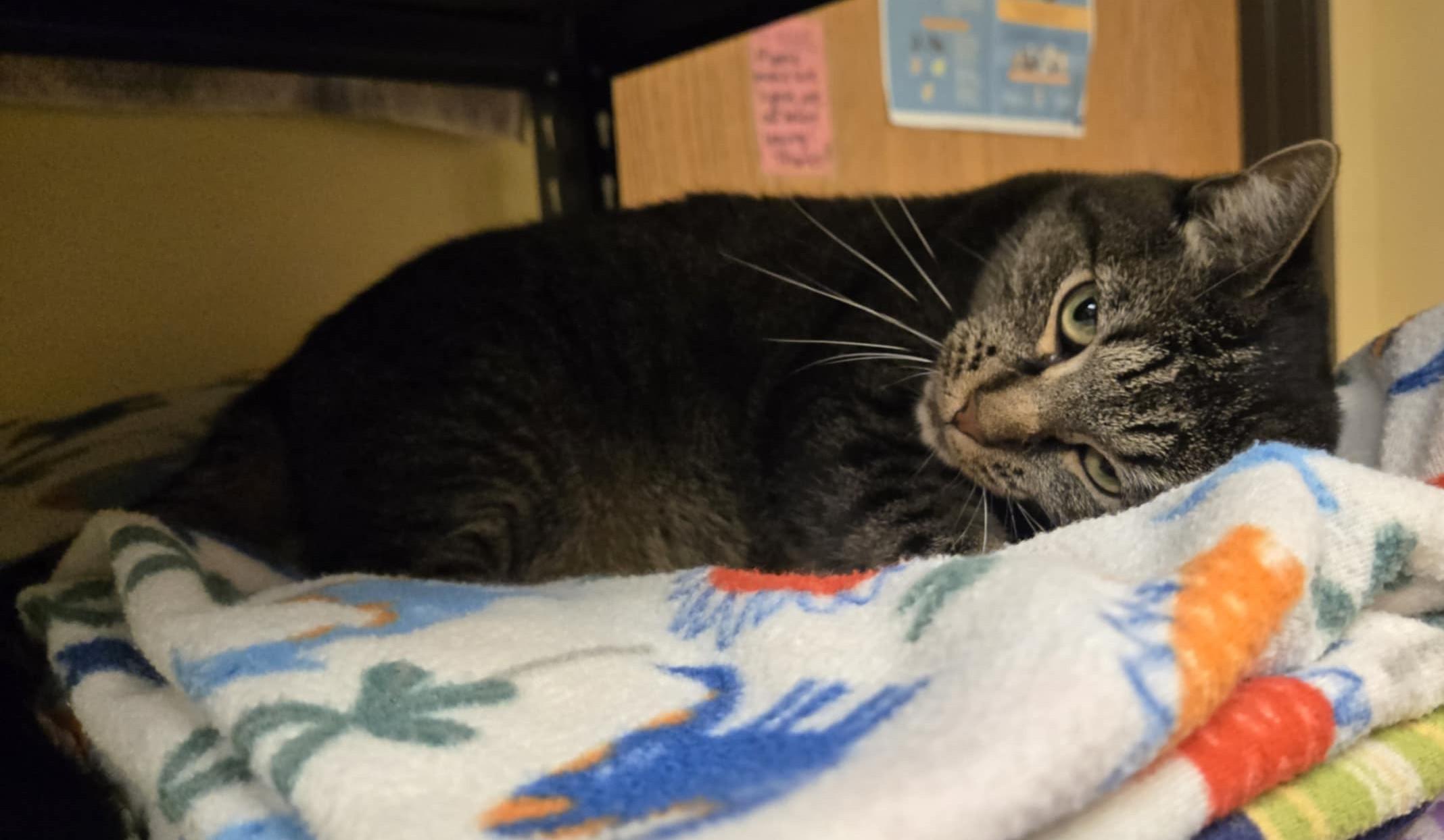 Paris, an adoptable Domestic Short Hair in Larned, KS, 67550 | Photo Image 4