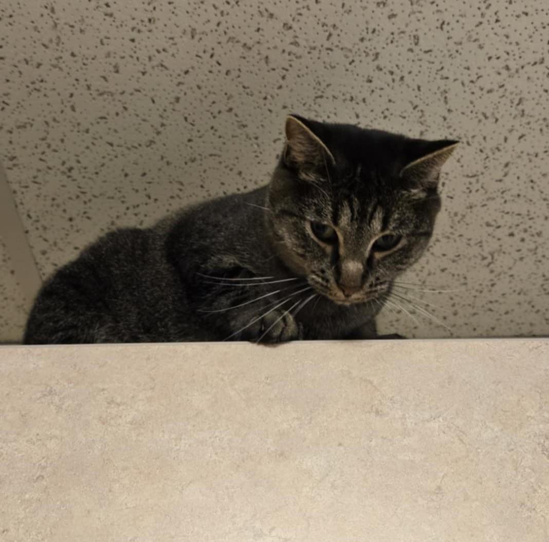 Paris, an adoptable Domestic Short Hair in Larned, KS, 67550 | Photo Image 2